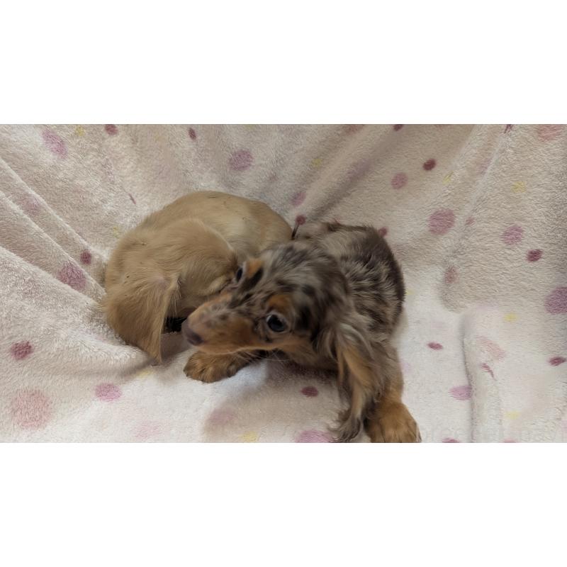 成約済の熊本県のミニチュアダックスフンド(ロングヘアード)-436970の4枚目