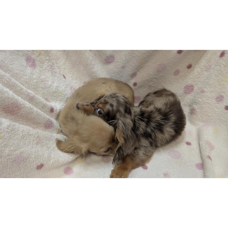 成約済の熊本県のミニチュアダックスフンド(ロングヘアード)-436970の3枚目