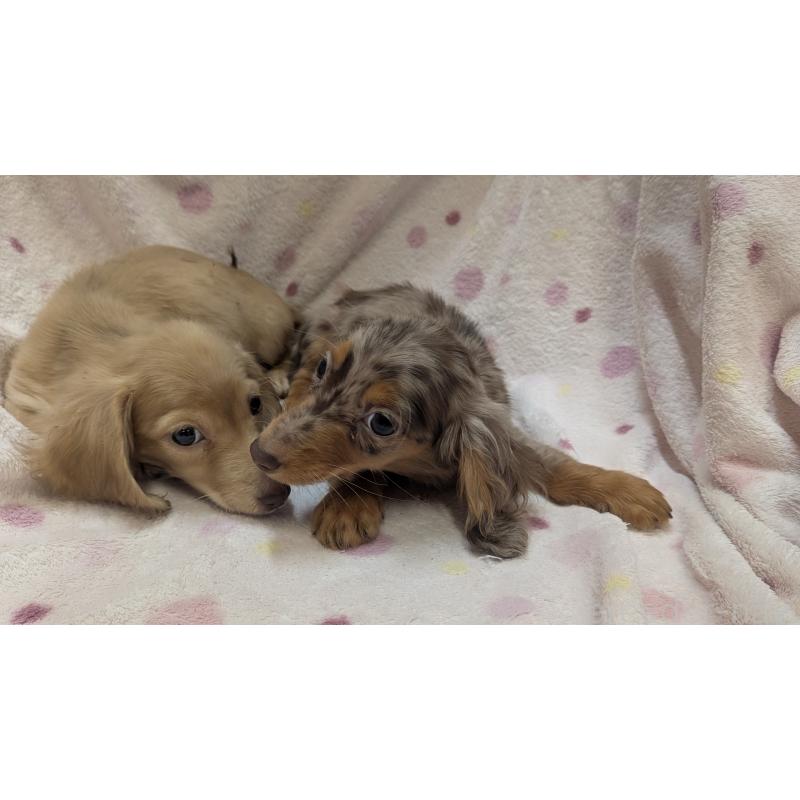 成約済の熊本県のミニチュアダックスフンド(ロングヘアード)-436970の2枚目