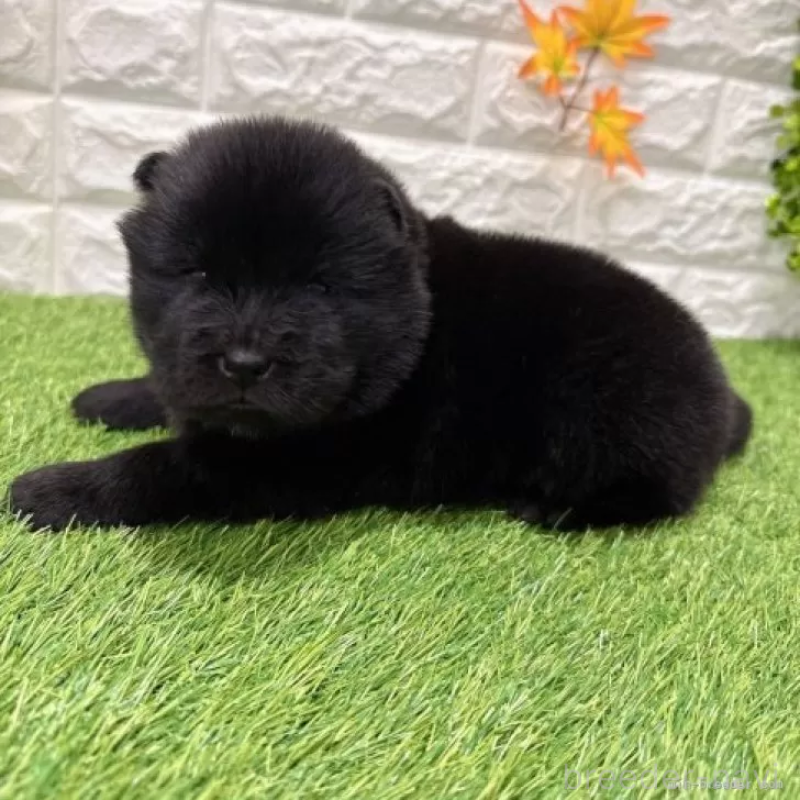 販売中の愛知県のチャウチャウ-436969の4枚目