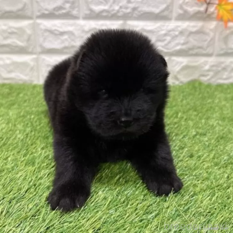 販売中の愛知県のチャウチャウ-436969の3枚目