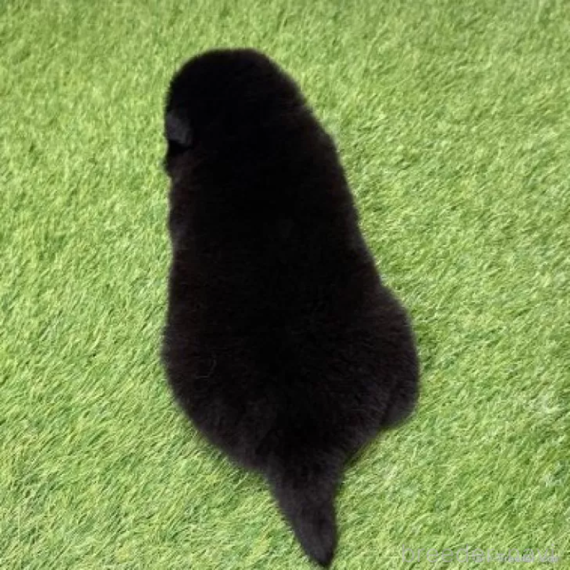 販売中の愛知県のチャウチャウ-436969の2枚目