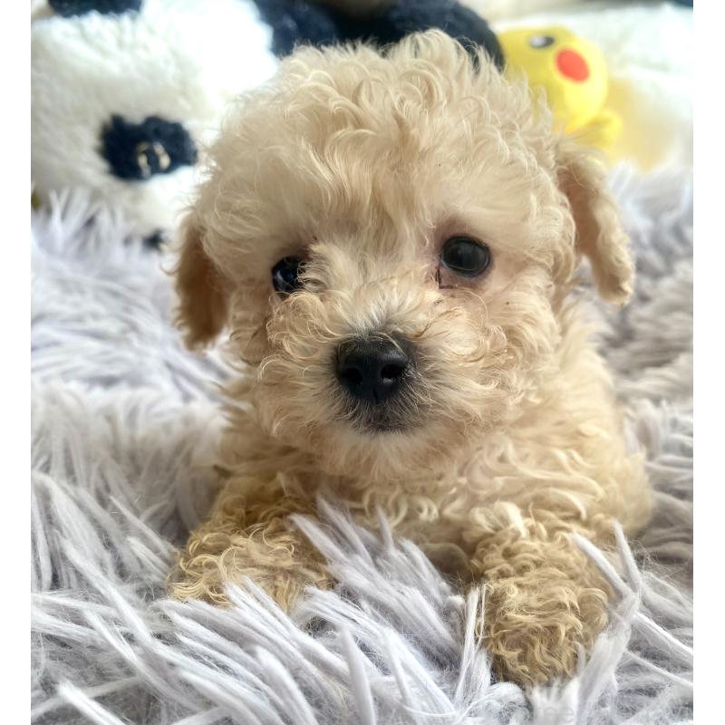 販売中の東京都のビションプー:ビションフリーゼ×トイプードル-430974の17枚目