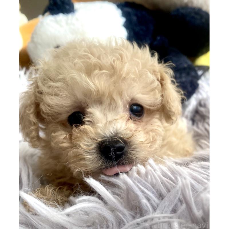 販売中の東京都のビションプー:ビションフリーゼ×トイプードル-430974