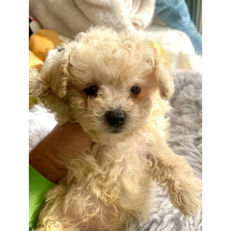 販売中の東京都のビションプー:ビションフリーゼ×トイプードル-430974の15枚目