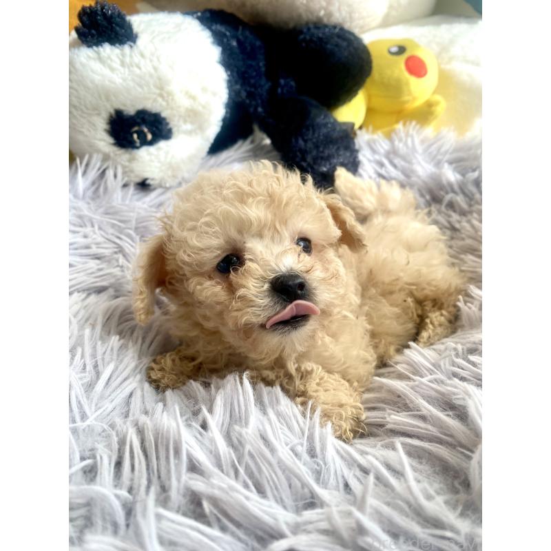 販売中の東京都のビションプー:ビションフリーゼ×トイプードル-430974の14枚目