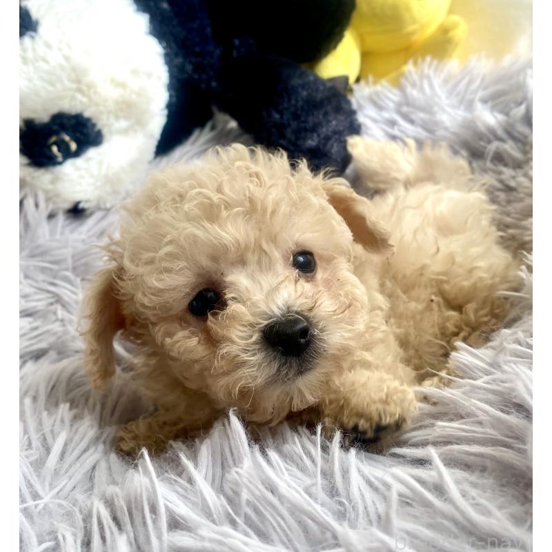 販売中の東京都のビションプー:ビションフリーゼ×トイプードル-430974の13枚目