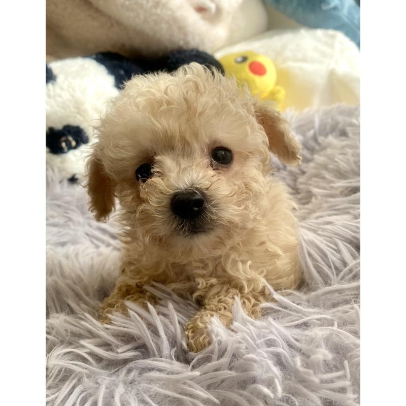 販売中の東京都のビションプー:ビションフリーゼ×トイプードル-430974の12枚目