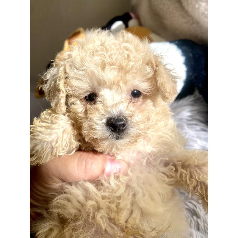 販売中の東京都のビションプー:ビションフリーゼ×トイプードル-430974の11枚目