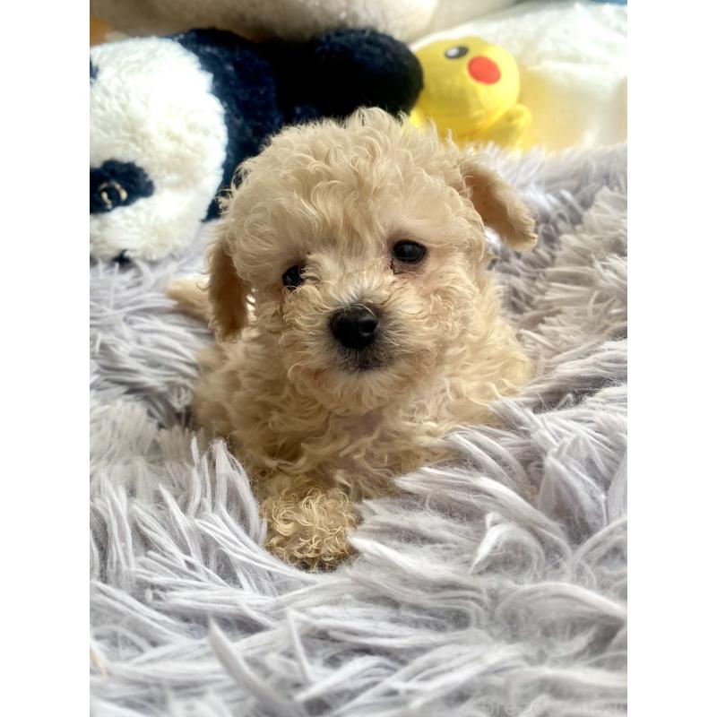 販売中の東京都のビションプー:ビションフリーゼ×トイプードル-430974の10枚目