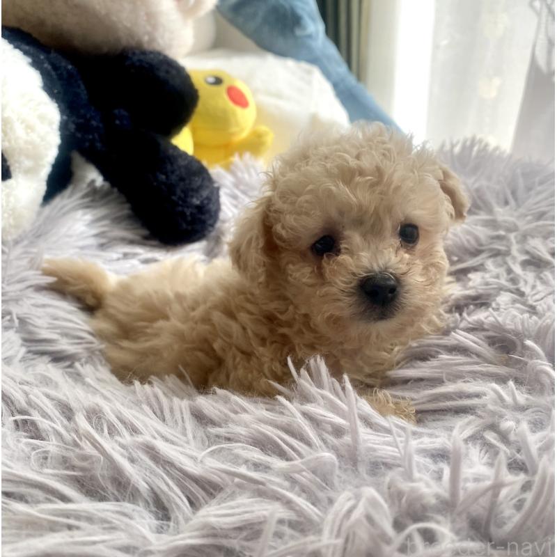 販売中の東京都のビションプー:ビションフリーゼ×トイプードル-430974の9枚目