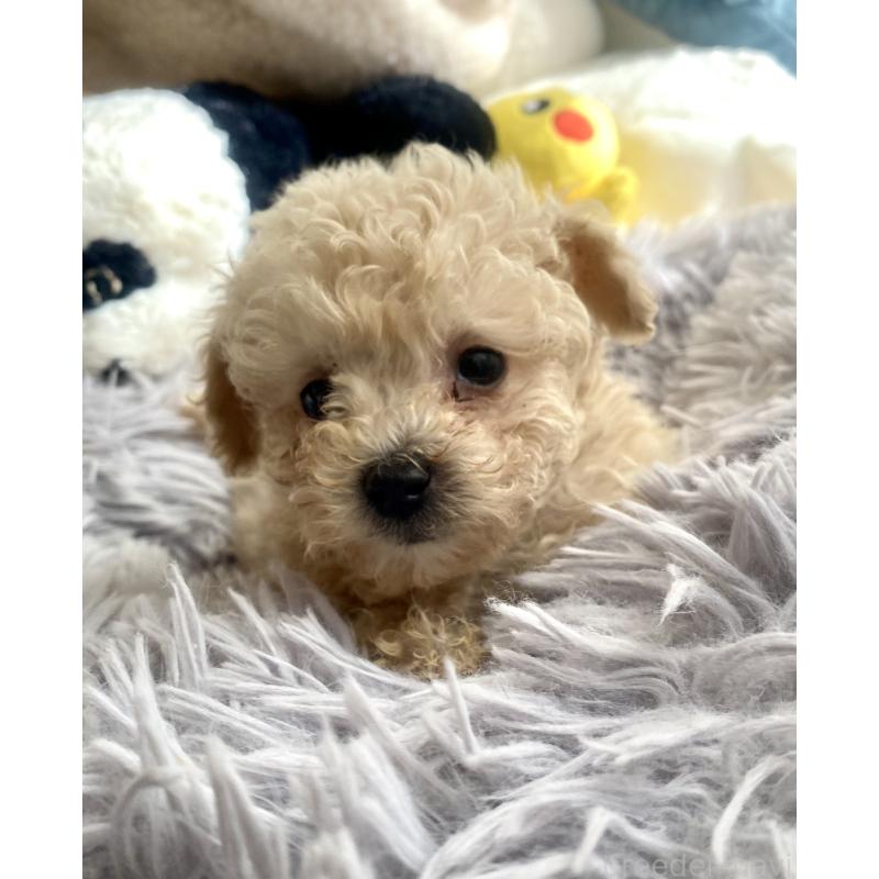 販売中の東京都のビションプー:ビションフリーゼ×トイプードル-430974の8枚目