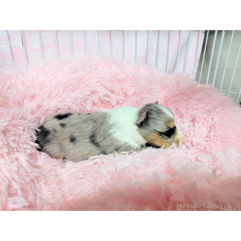 販売中の広島県のシェットランドシープドッグ(シェルティ)-433725の8枚目