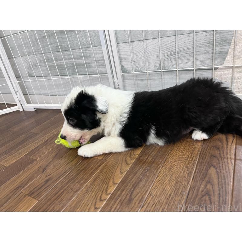 成約済の東京都のボーダーコリー-435641の7枚目