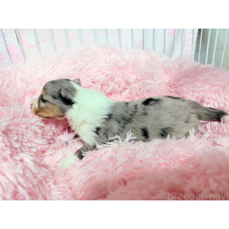 販売中の広島県のシェットランドシープドッグ(シェルティ)-433725の7枚目