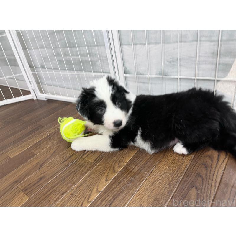 成約済の東京都のボーダーコリー-435641の6枚目