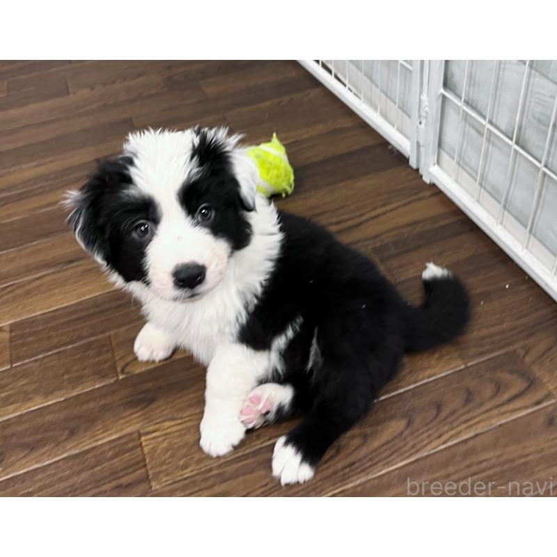 成約済の東京都のボーダーコリー-435641の3枚目