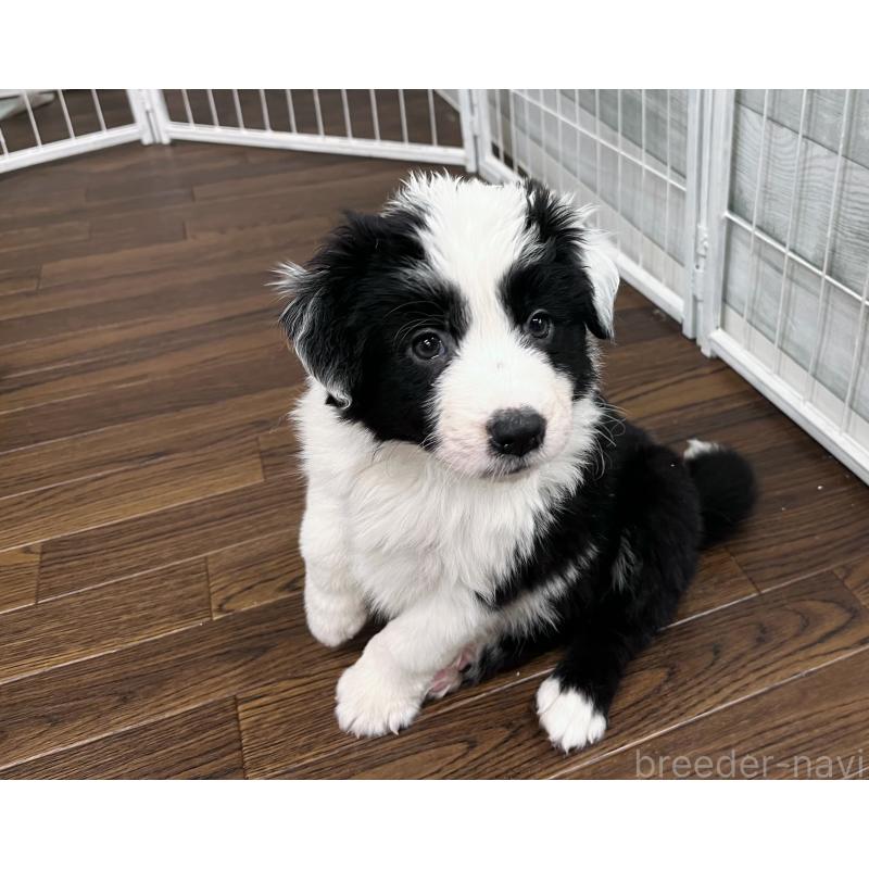 成約済の東京都のボーダーコリー-435641の2枚目