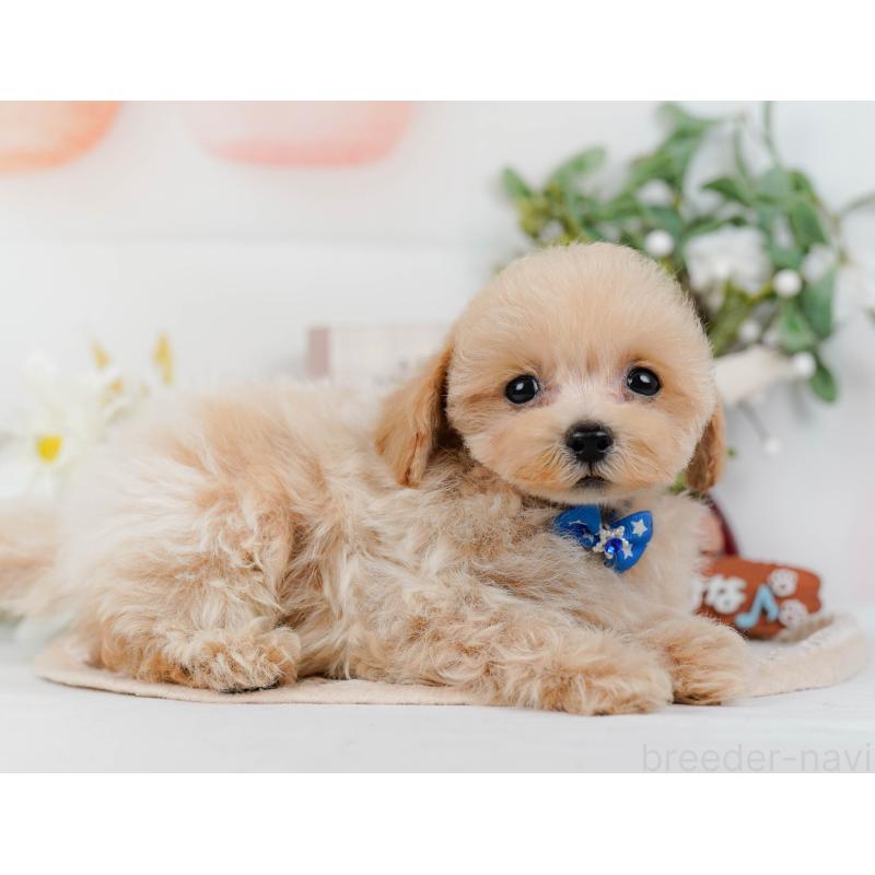 販売中の静岡県のタイニープードル-436971の13枚目