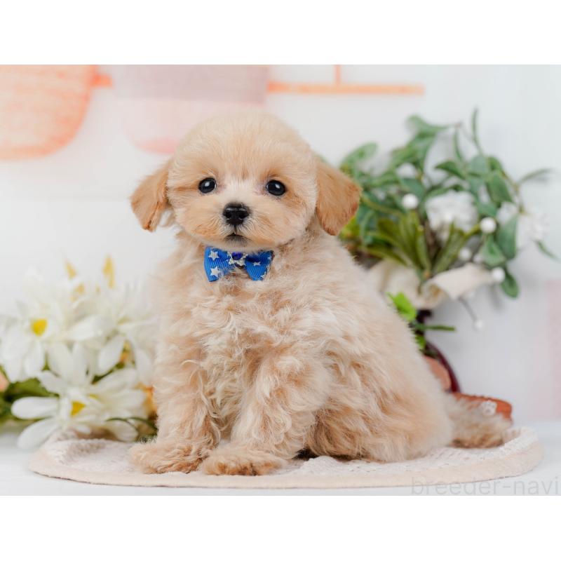 販売中の静岡県のタイニープードル-436971の12枚目