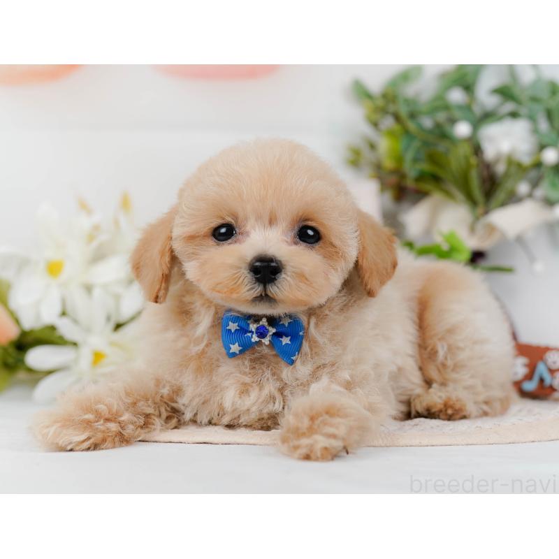 販売中の静岡県のタイニープードル-436971の11枚目