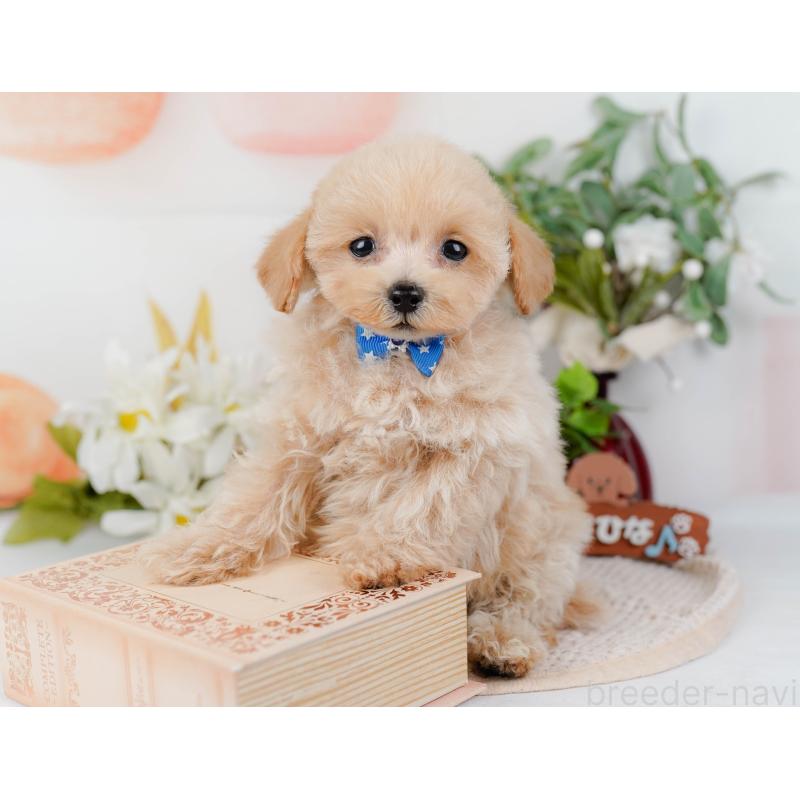 販売中の静岡県のタイニープードル-436971の10枚目