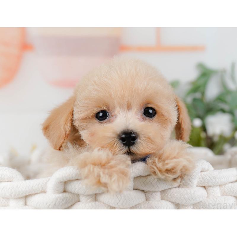 販売中の静岡県のタイニープードル-436971の9枚目