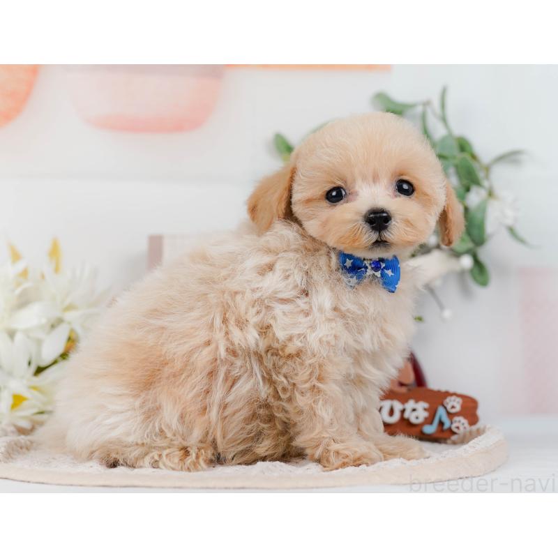 販売中の静岡県のタイニープードル-436971の8枚目