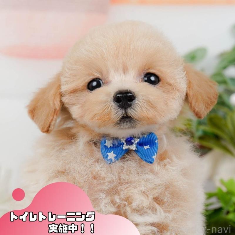 販売中の静岡県のタイニープードル-436971