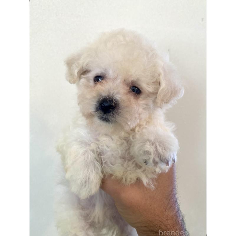 商談中の東京都のビションプー:ビションフリーゼ×トイプードル-430961の18枚目