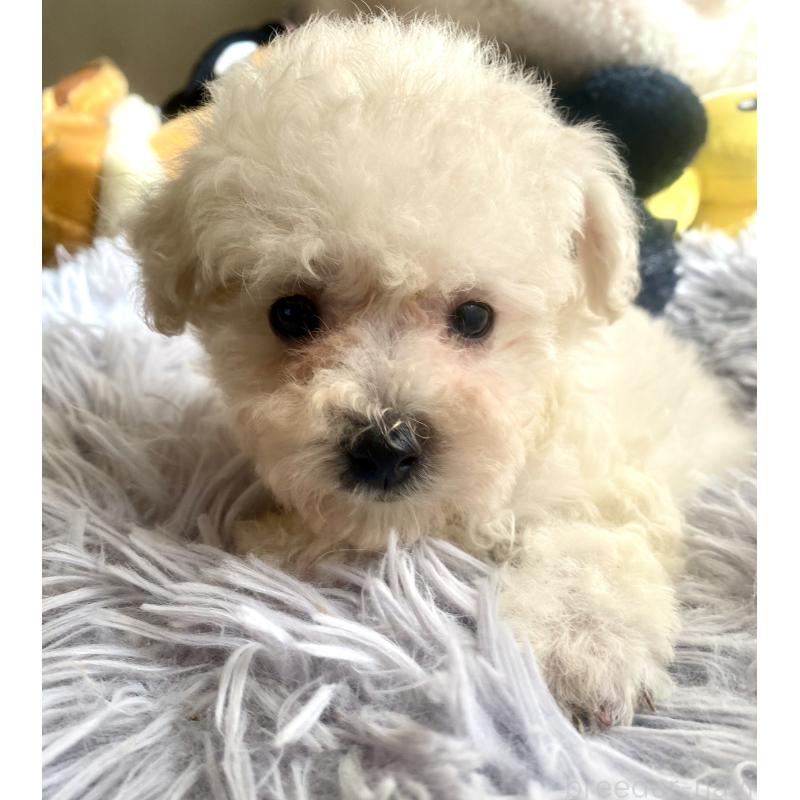 商談中の東京都のビションプー:ビションフリーゼ×トイプードル-430961の17枚目