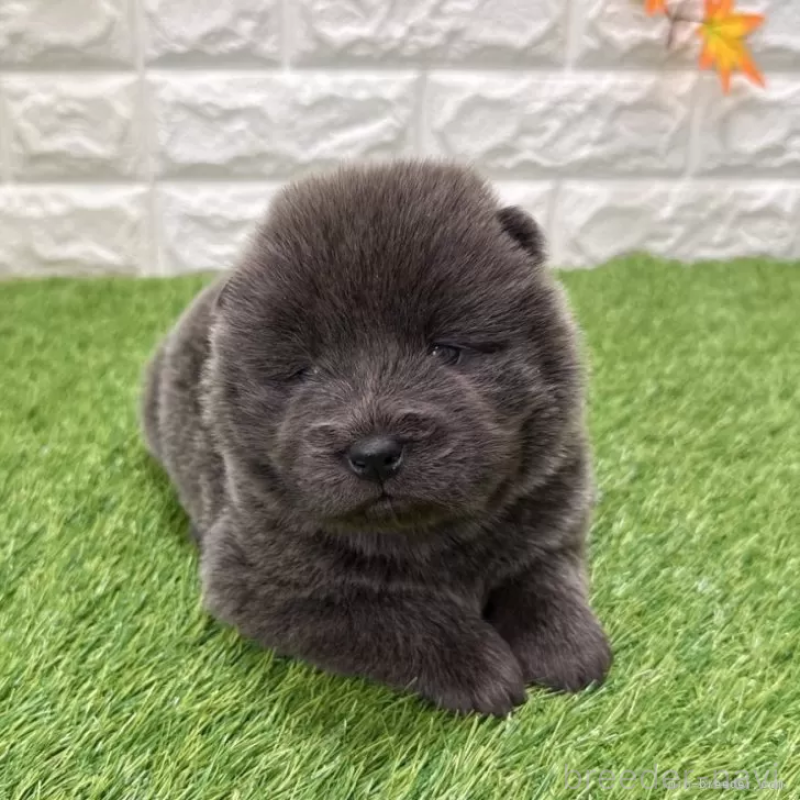 販売中の愛知県のチャウチャウ-436972の1枚目