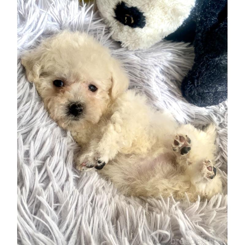 商談中の東京都のビションプー:ビションフリーゼ×トイプードル-430961の15枚目