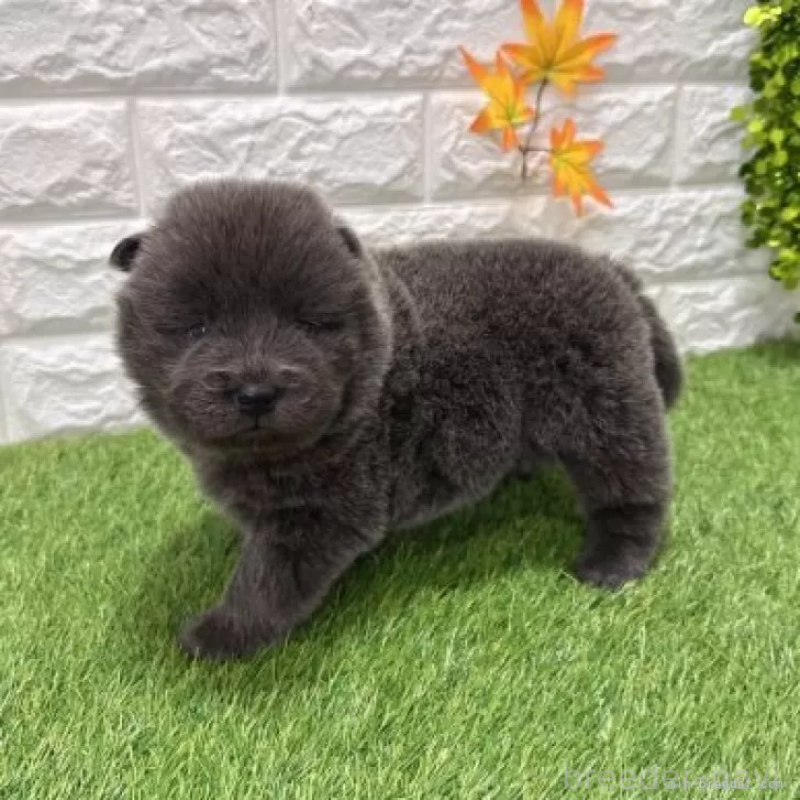 販売中の愛知県のチャウチャウ-436972の5枚目