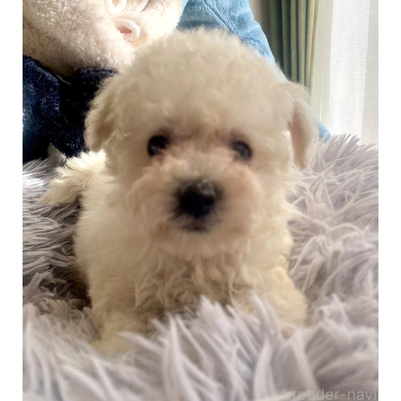 商談中の東京都のビションプー:ビションフリーゼ×トイプードル-430961の14枚目