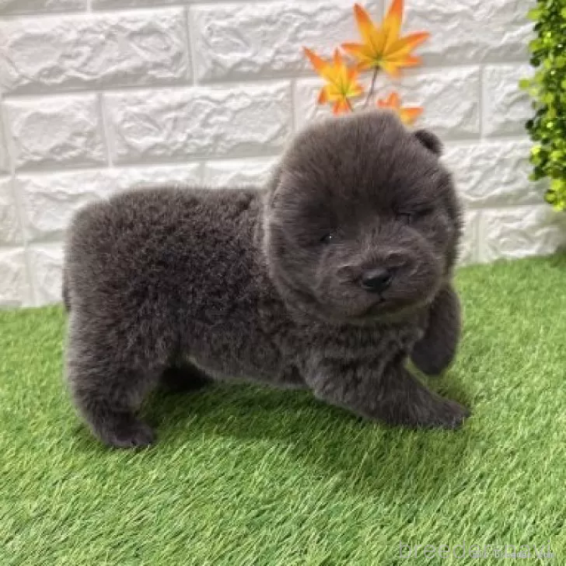 販売中の愛知県のチャウチャウ-436972の4枚目