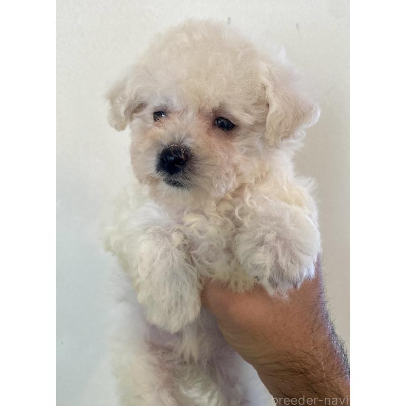 販売中の東京都のビションプー:ビションフリーゼ×トイプードル-430961