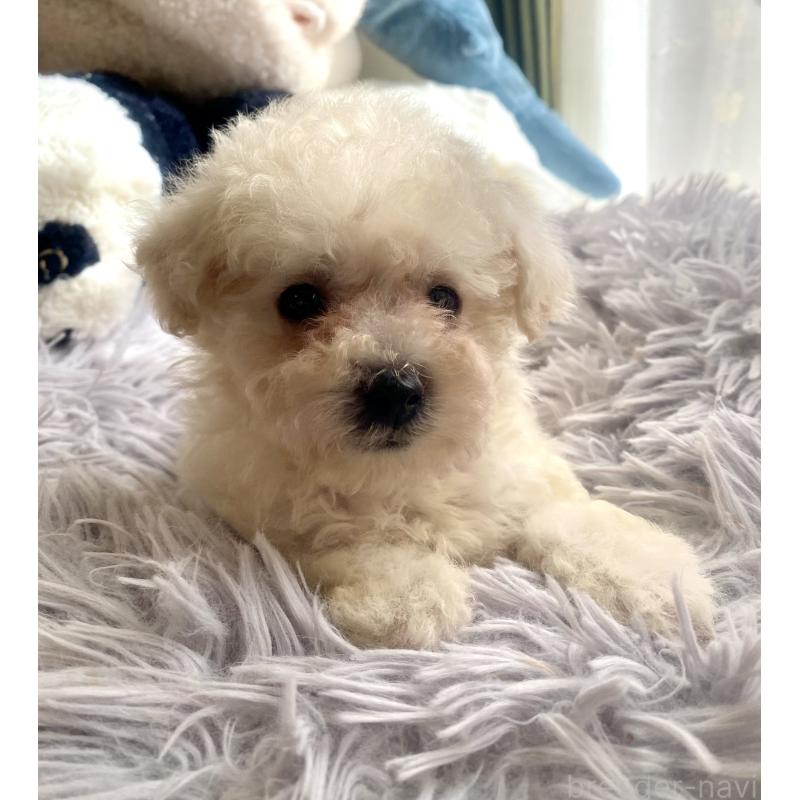 商談中の東京都のビションプー:ビションフリーゼ×トイプードル-430961の11枚目