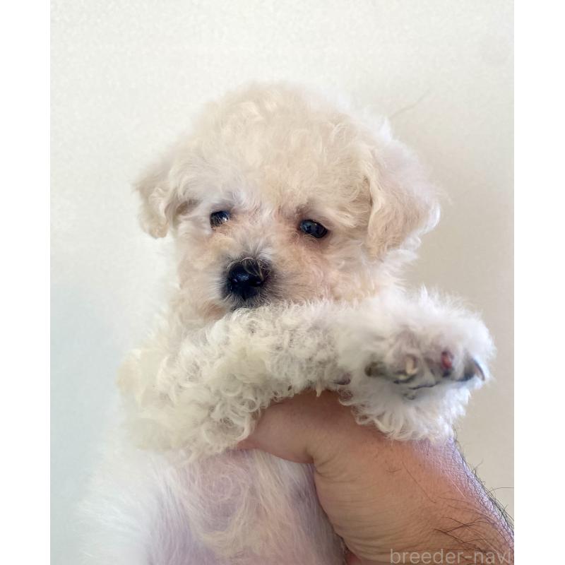 商談中の東京都のビションプー:ビションフリーゼ×トイプードル-430961の10枚目