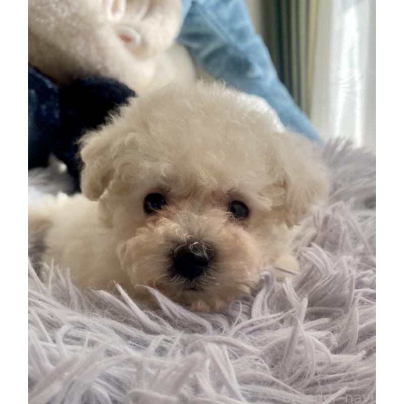 商談中の東京都のビションプー:ビションフリーゼ×トイプードル-430961の9枚目