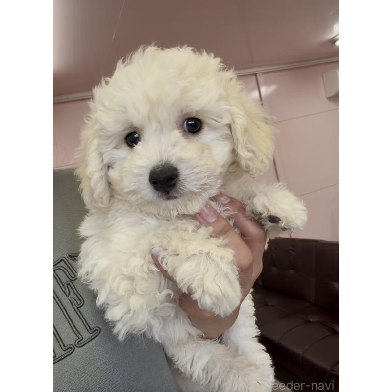 販売中の滋賀県のビションプー:ビションフリーゼ×トイプードル-432819