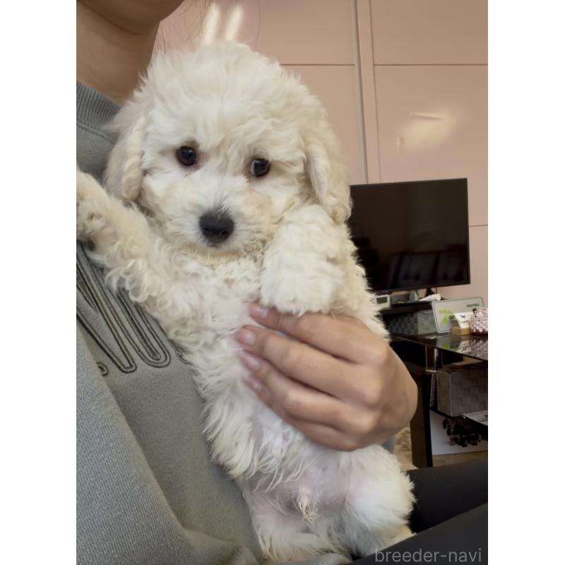 販売中の滋賀県のビションプー:ビションフリーゼ×トイプードル-432819の4枚目