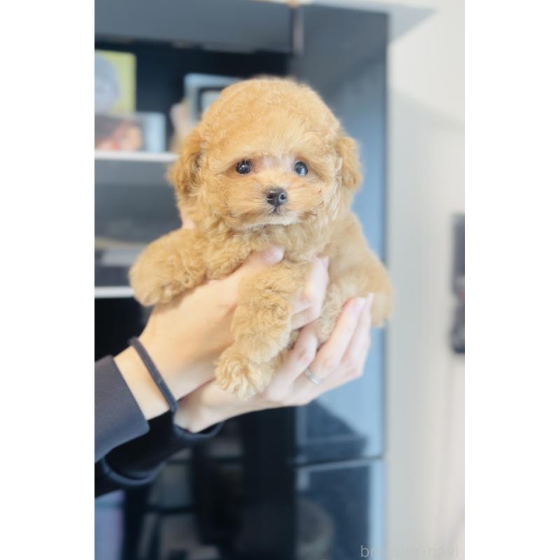 販売中の福岡県のタイニープードル-436973の8枚目