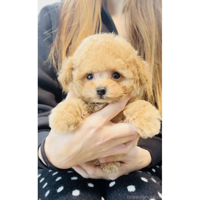 販売中の福岡県のタイニープードル-436973の7枚目