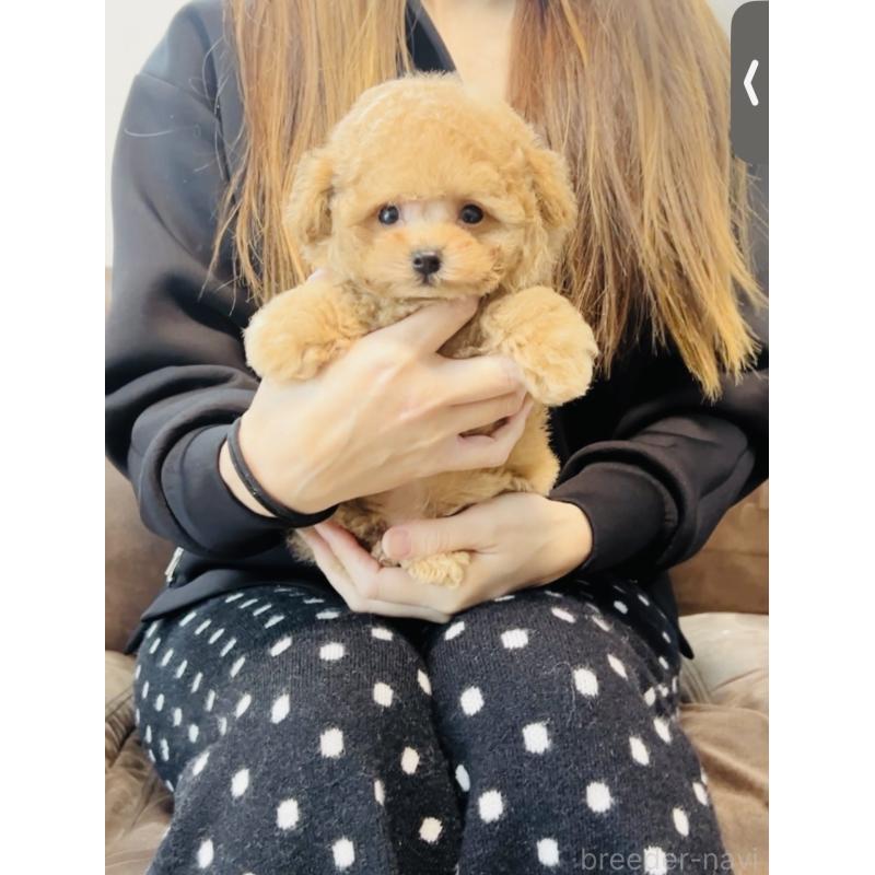 販売中の福岡県のタイニープードル-436973の6枚目