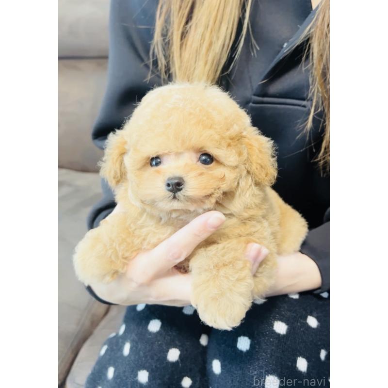 販売中の福岡県のタイニープードル-436973の5枚目