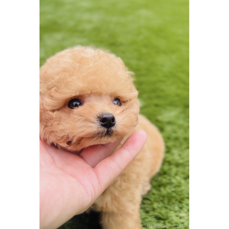 販売中の福岡県のタイニープードル-436973の3枚目