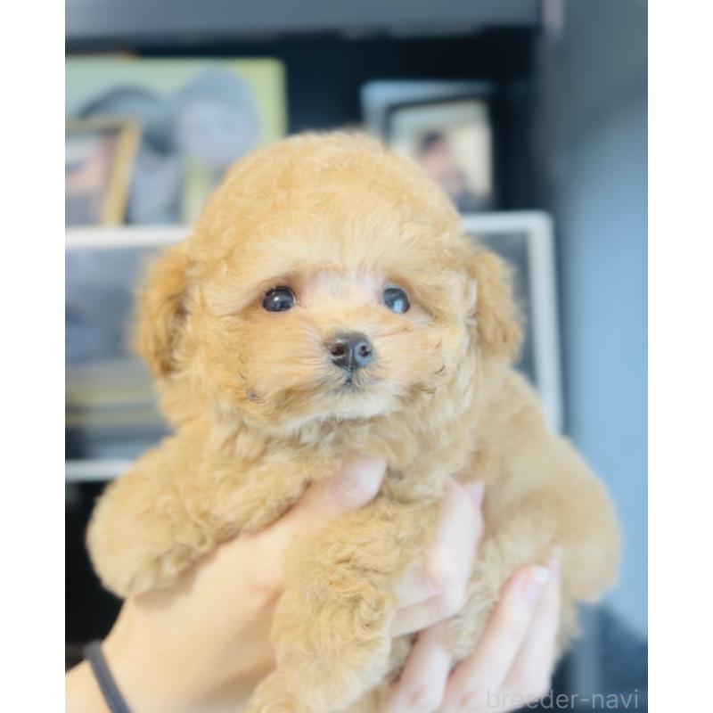 販売中の福岡県のタイニープードル-436973の2枚目