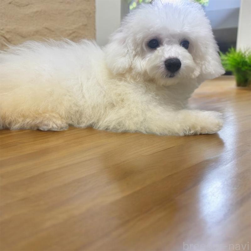 販売中の福井県のビションフリーゼ-431172