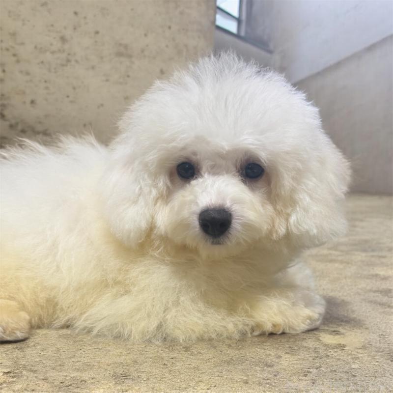 販売中の福井県のビションフリーゼ-431172の2枚目